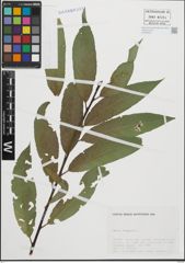 Foto von Salix fragilis L.